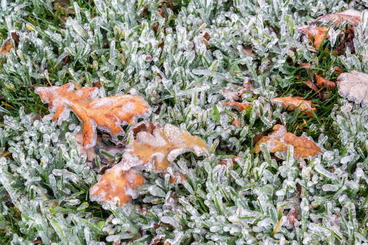 Winter Mulch