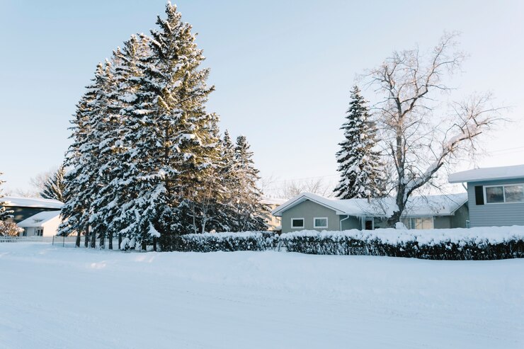 Winter Landscaping