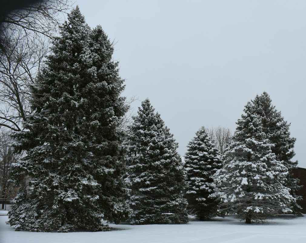 Winter Landscaping