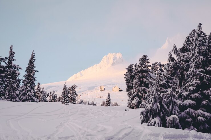 Winter Landscape